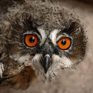 Long-eared Owl